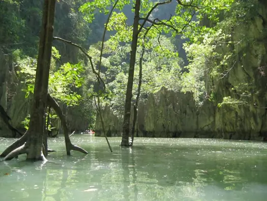 Mangrove Ecosystem of Phang Nga Bay