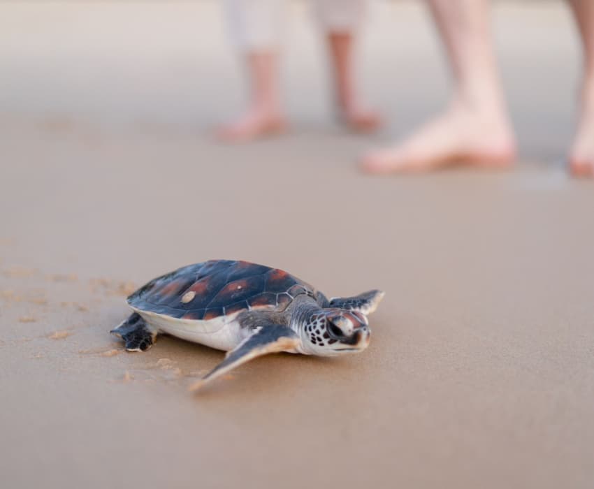 Thai Muang Turtle Sanctuary and Its Turtles - Aleenta Phuket - Phang Nga Resort & Spa