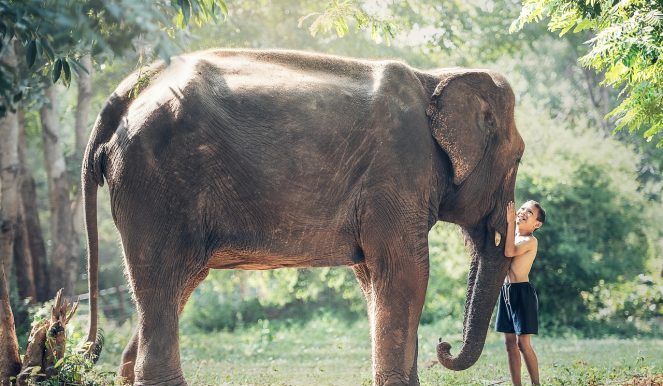 éléphant, enfant, amis, amitié, grand mammifère, grand animal, pachyderme, trompe d'éléphant, Cambodge, enfant, animal, Asie, Phra Nakhon Si Ayutthaya, garçon, câlins, mammifère, Thaïlande, nature sauvage, animal sauvage, faune, éléphant, éléphant, nature, éléphant, éléphant, Thaïlande